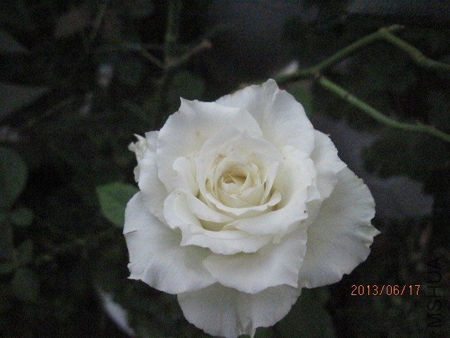 IMG_5471.jpg