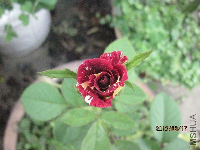 IMG_5472.jpg