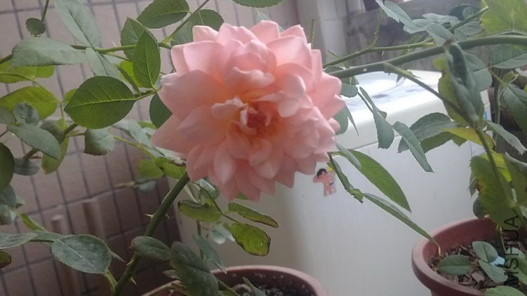 IMG_20130615_122914.jpg