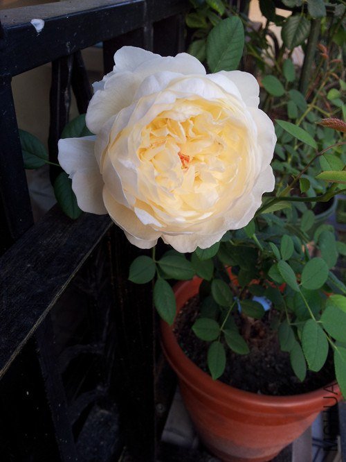 20130615_060753_����.jpg