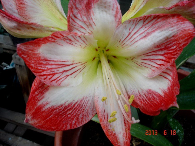 DSC00906.jpg