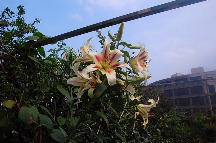 DSC_00410041.JPG