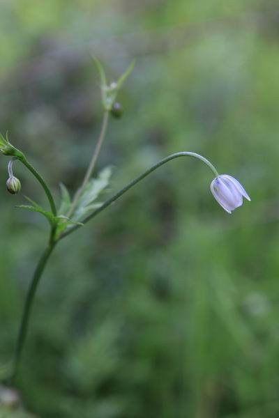 ������ (2).JPG