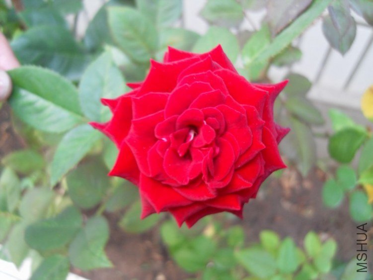 SDC10359.JPG
