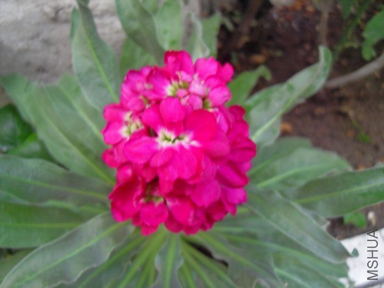 SDC10367.JPG