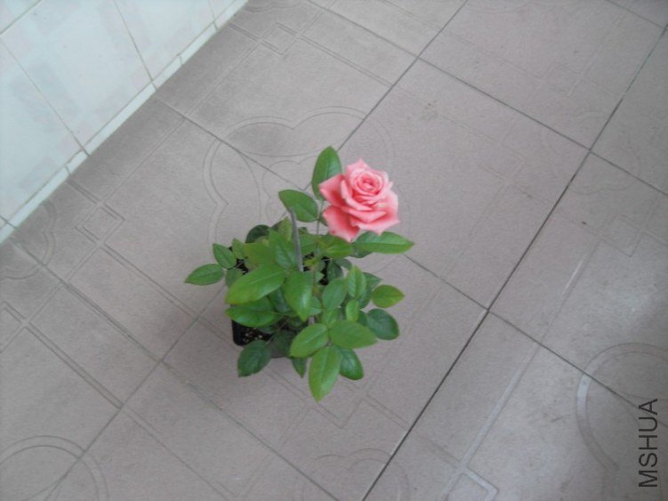 SDC10373.JPG