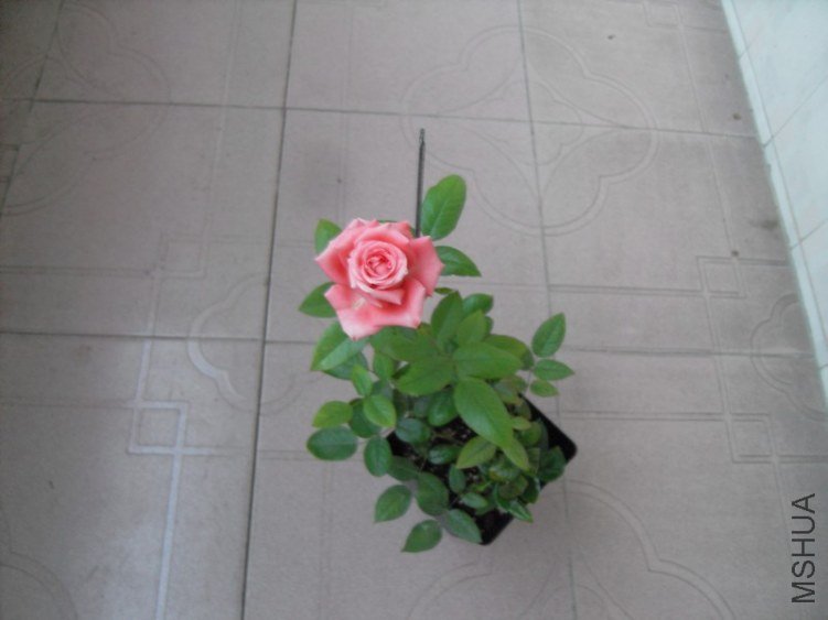 SDC10374.JPG