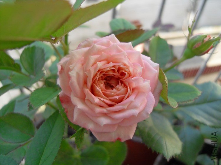 SDC10256.JPG