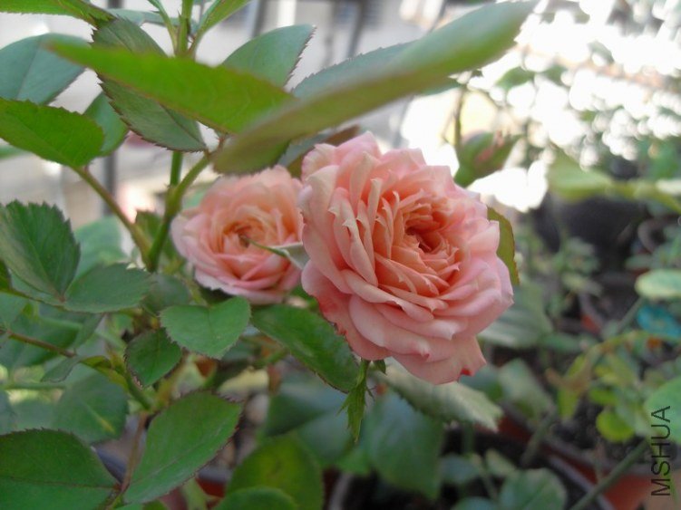 SDC10257.JPG