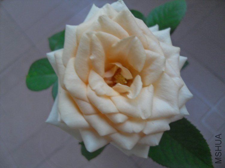 SDC10277.JPG