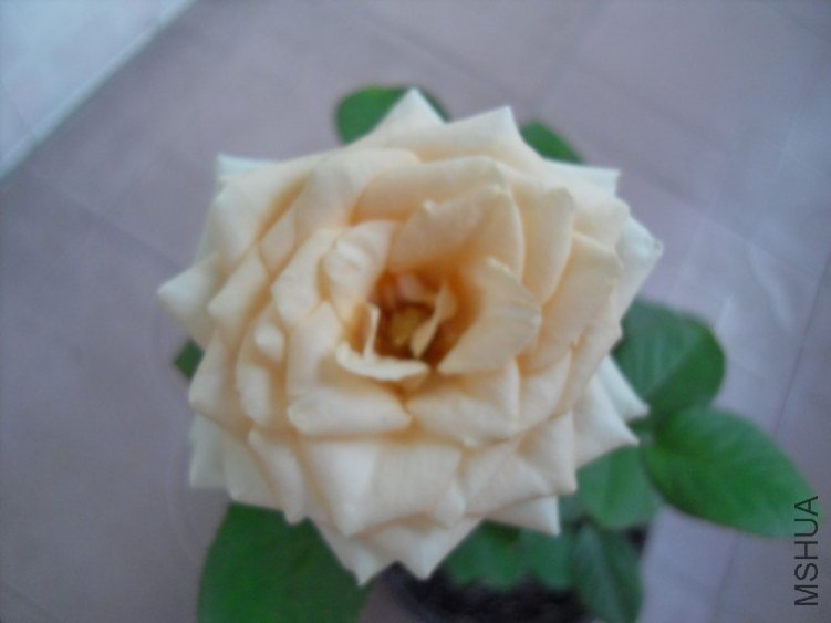 SDC10279.JPG