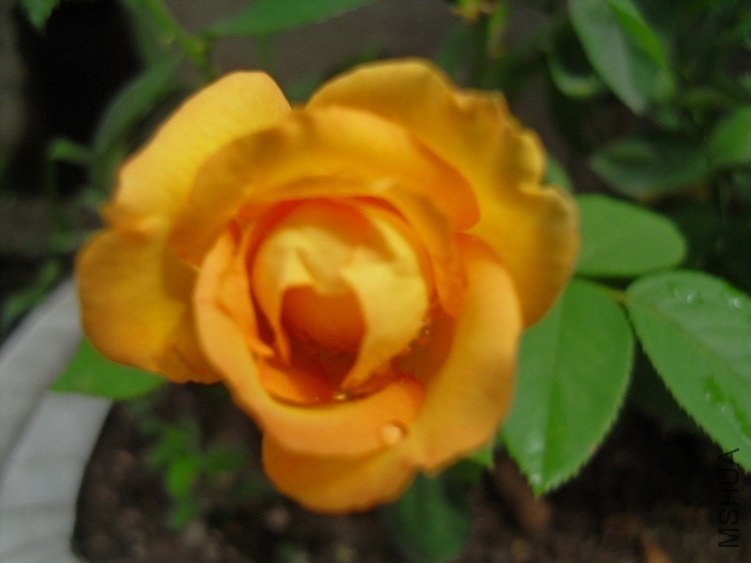SDC10297.JPG