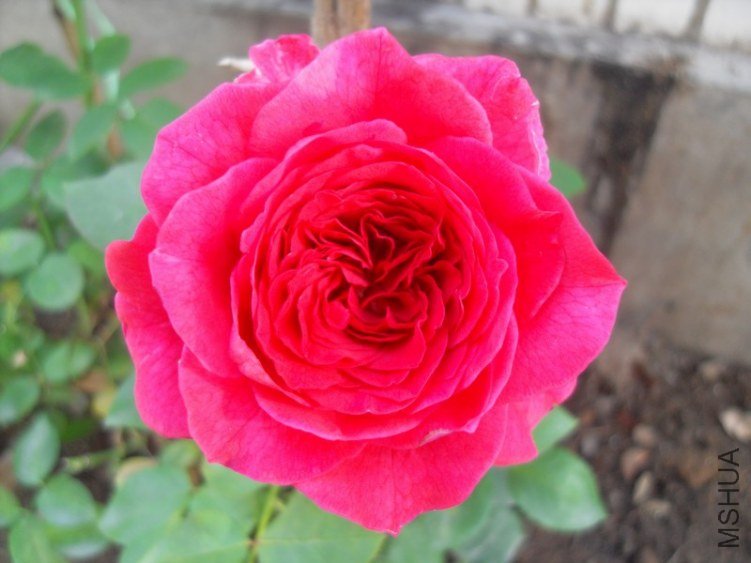 SDC10300.JPG