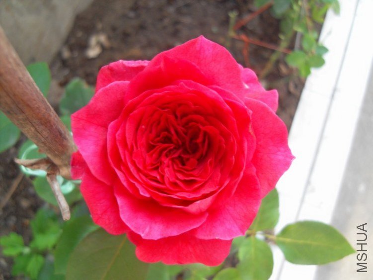 SDC10302.JPG