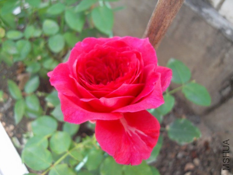 SDC10303.JPG