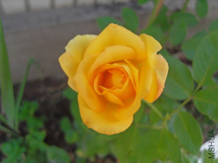 SDC10304.JPG