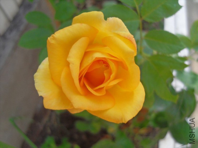 SDC10305.JPG