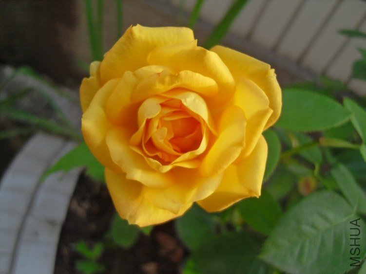 SDC10307.JPG