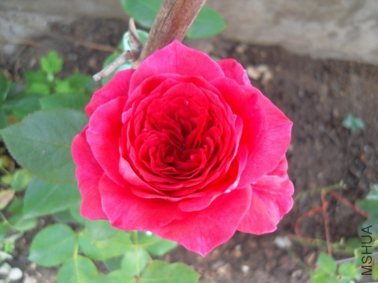SDC10308.JPG