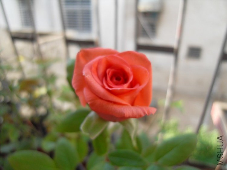 SDC10332.JPG