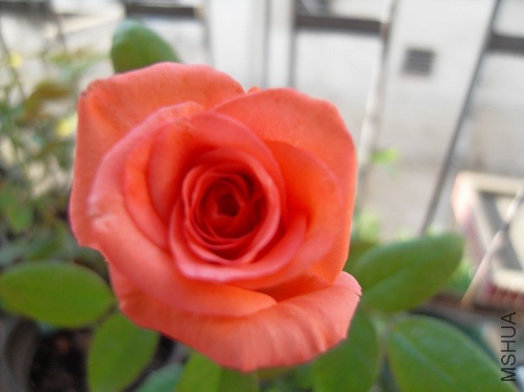 SDC10333.JPG