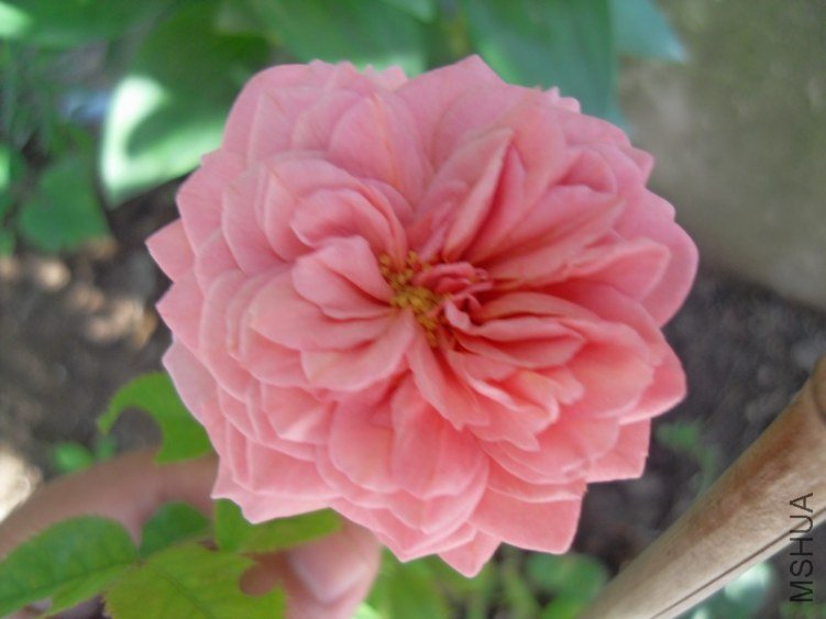 SDC10337.JPG
