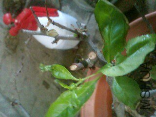 IMG0271A.jpg