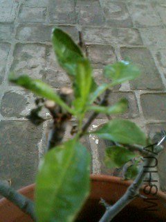 IMG0272A.jpg