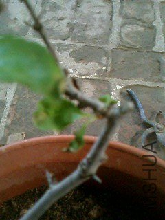 IMG0273A.jpg