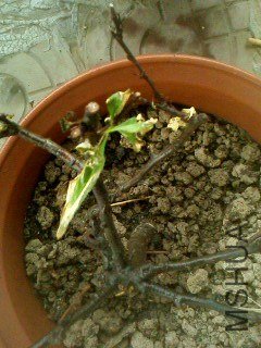 IMG0276A.jpg