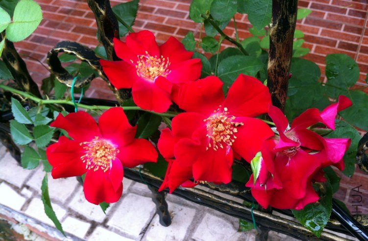 �����ɵ�20130619.jpg