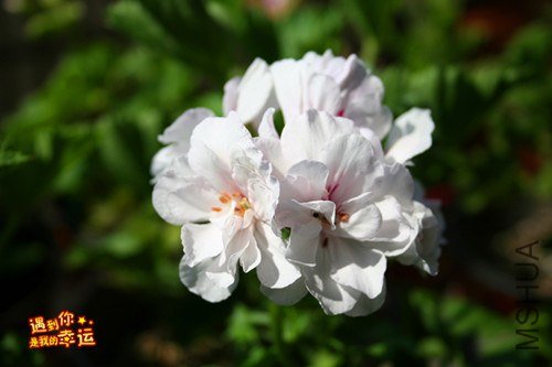 ��Ƭ 058_����.jpg