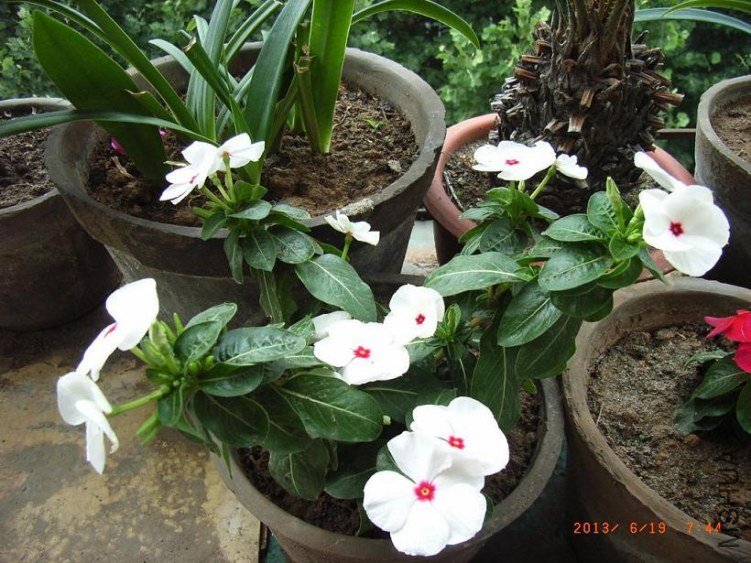 494.jpg