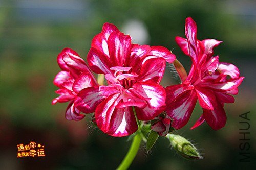 ��Ƭ 080_����.jpg