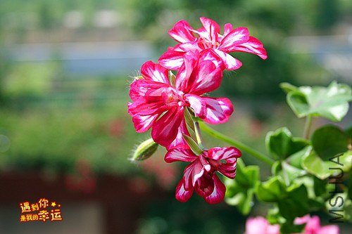 ��Ƭ 082_����.jpg