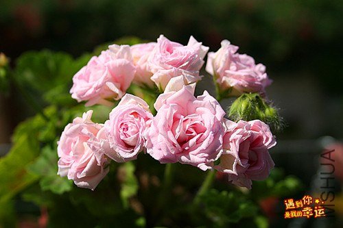 ��Ƭ 036_����.jpg