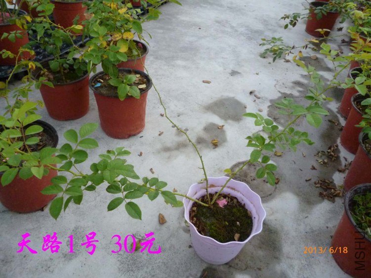 P1080189.jpg