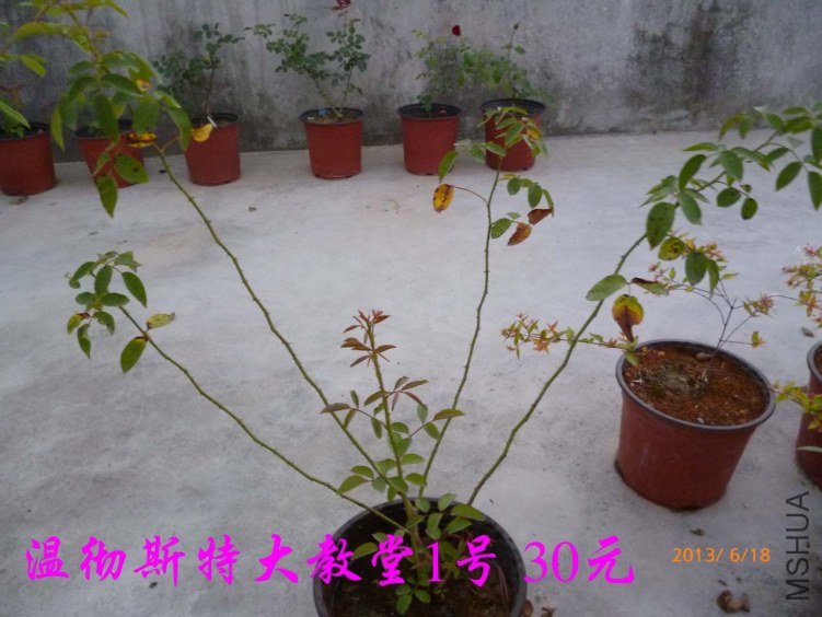 P1080207.jpg