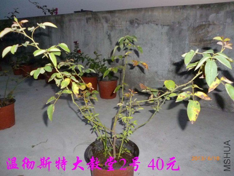 P1080219.jpg