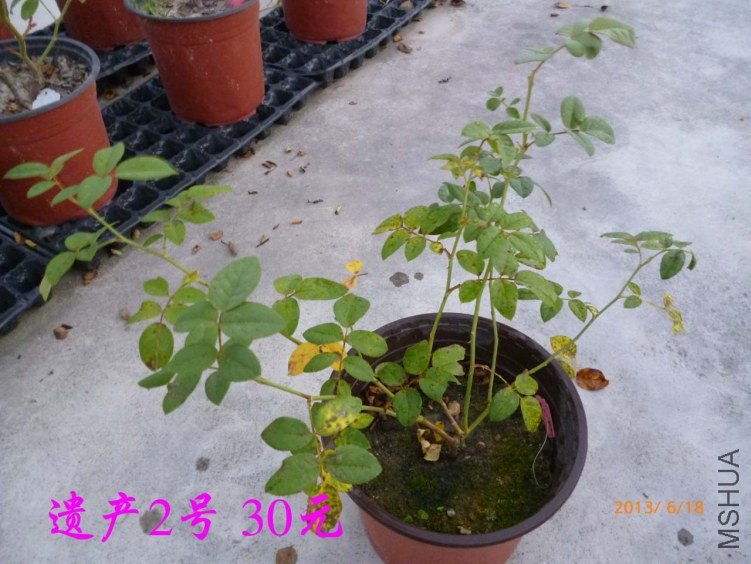 P1080205.jpg