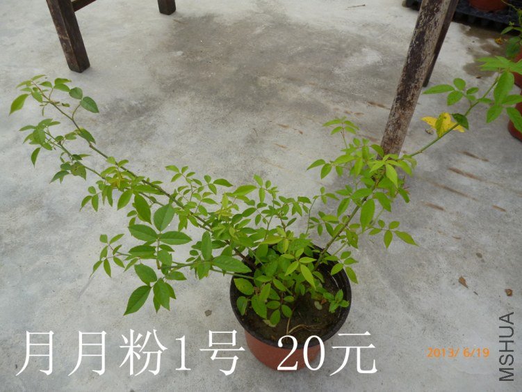 P1080234_����.jpg