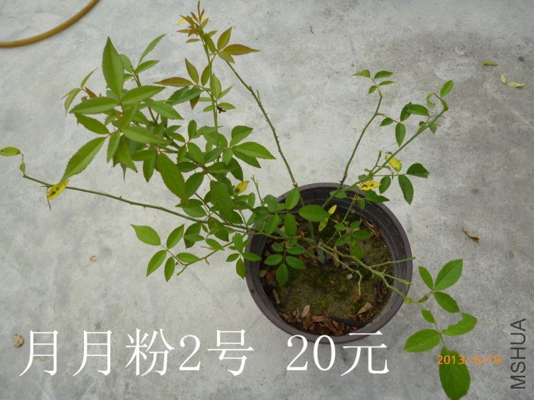 P1080235_����.jpg