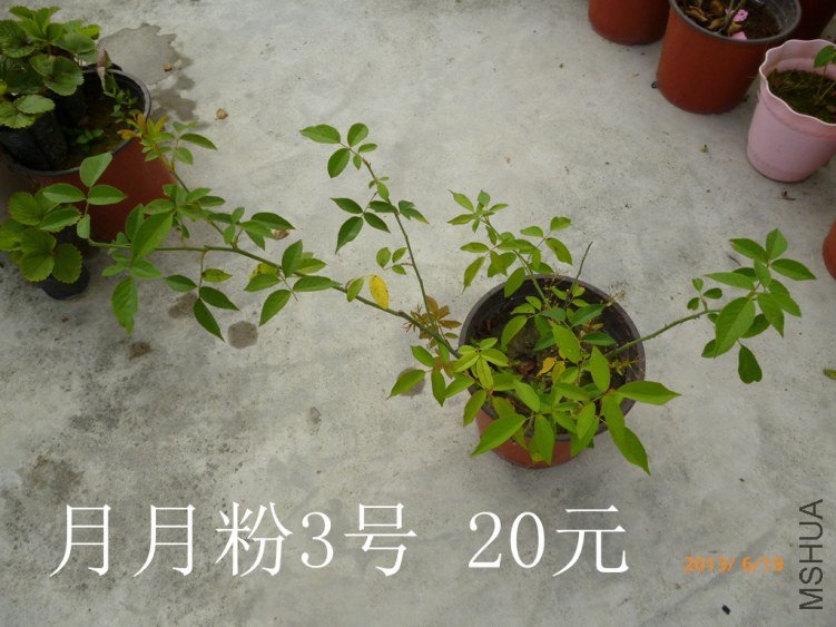 P1080236_����.jpg