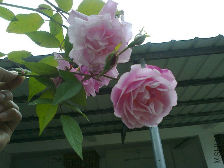 ��Ƭ0592_����.jpg