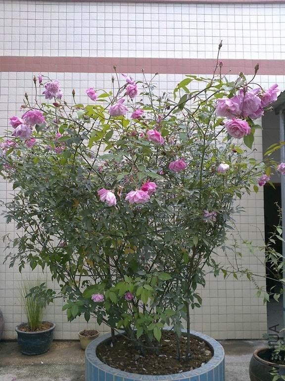 ��Ƭ0593_����.jpg
