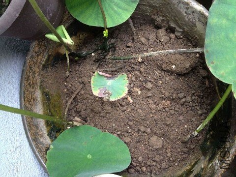 IMG_1171 (480x360).jpg