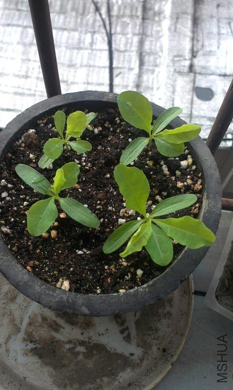 IMAG0198.jpg