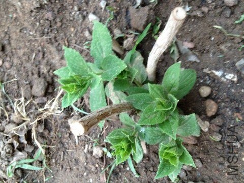 IMG_2298 (480x360).jpg