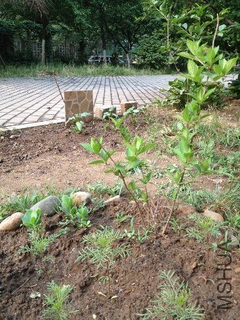 IMG_2231 (345x460).jpg