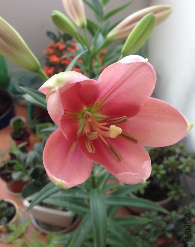 ���ֵ���������